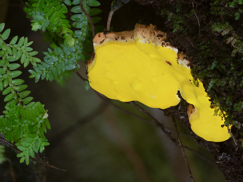 Flaviporus brownii Flaviporus brownii